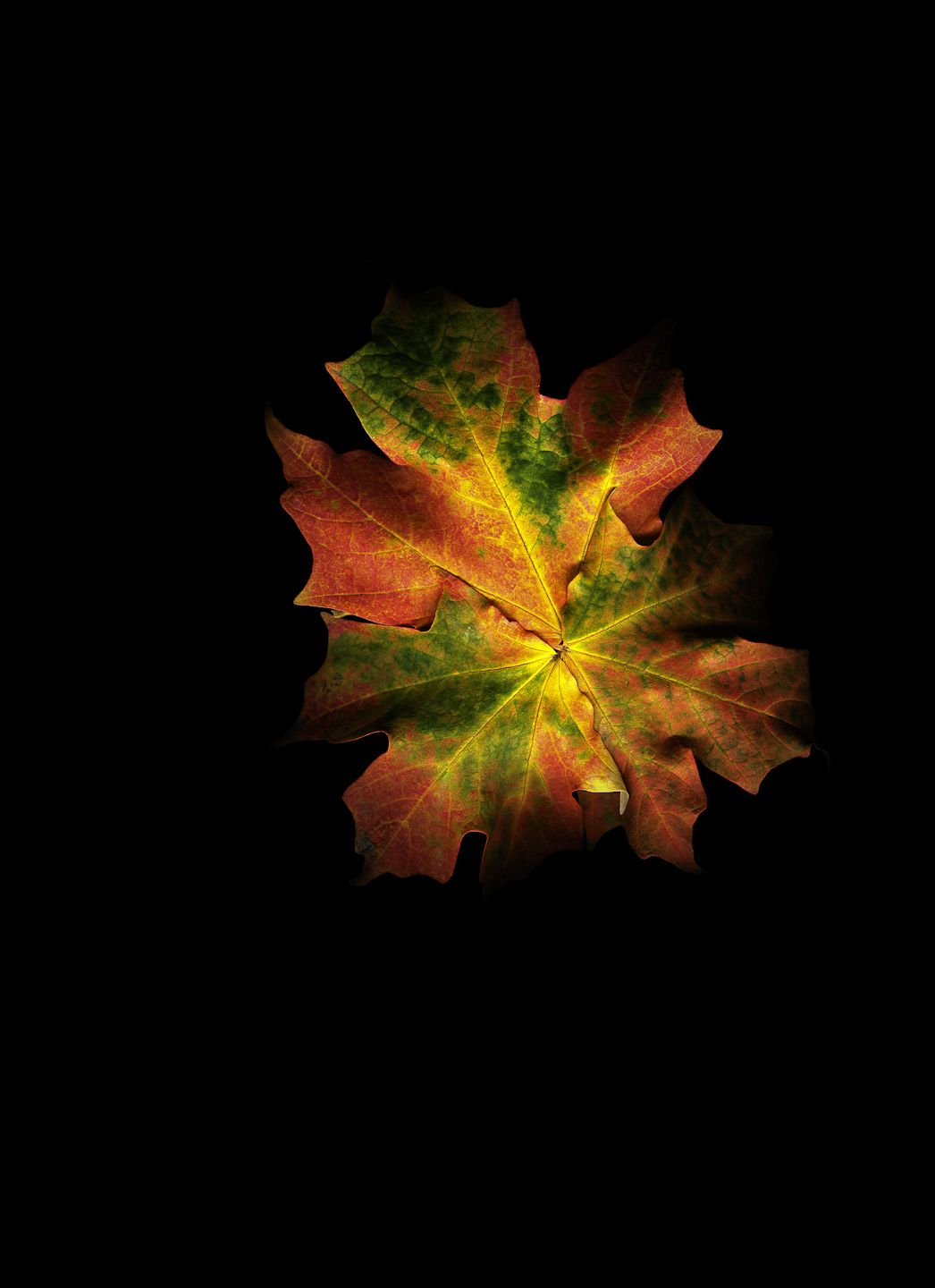 Leaves Project
